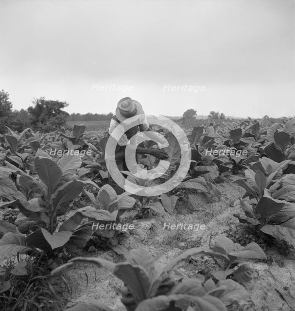 Negro tenant topping tobacco, Person County, North Carolina, 1939. Creator: Dorothea Lange.