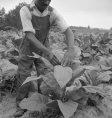 Negro tenant topping tobacco, Person County, North Carolina, 1939. Creator: Dorothea Lange