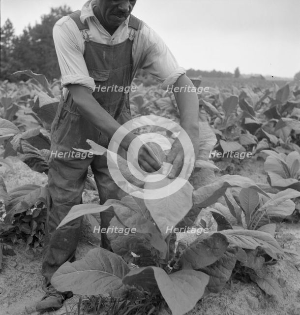 Negro tenant topping tobacco, Person County, North Carolina, 1939. Creator: Dorothea Lange.