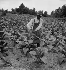 Negro tenant topping tobacco, Person County, North Carolina, 1939. Creator: Dorothea Lange