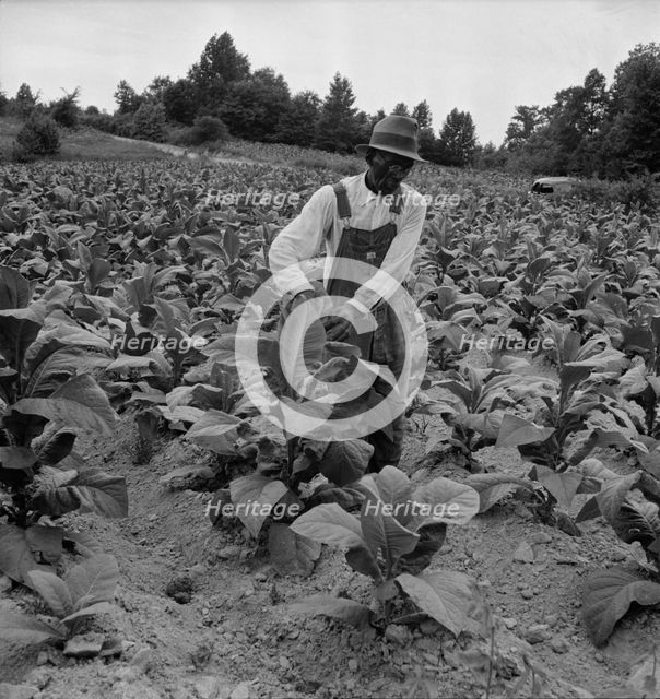 Negro tenant topping tobacco, Person County, North Carolina, 1939. Creator: Dorothea Lange.