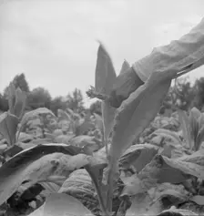 Negro tenant topping tobacco, Person County, North Carolina, 1939. Creator: Dorothea Lange