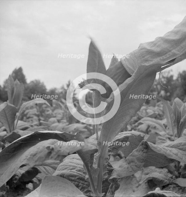 Negro tenant topping tobacco, Person County, North Carolina, 1939. Creator: Dorothea Lange.