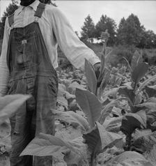 Negro tenant topping tobacco. Person County, North Carolina, 1939. Creator: Dorothea Lange