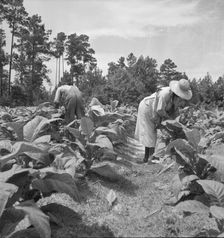 Negro tenants topping and suckering tobacco plants, Granville County, North Carolina, 1939. Creator: Dorothea Lange