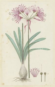 Nerine humilis (Jacq.) Herb. (Amaryllis humilis), 1777-1786. Creator: Robert Jacob Gordon