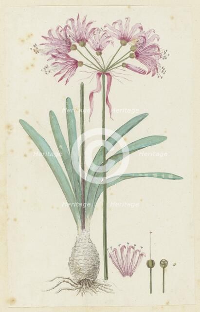 Nerine humilis (Jacq.) Herb. (Amaryllis humilis), 1777-1786. Creator: Robert Jacob Gordon.