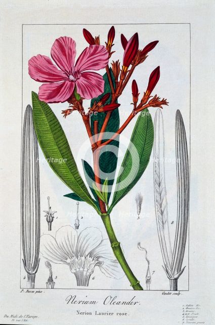 Nerium Oleander, pub. 1836. Creator: Panacre Bessa (1772-1846).