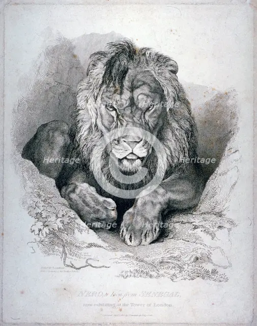 'Nero, a lion from Senegal, now exhibiting in the Tower of London', 1814. Artist: Edwin Henry Landseer