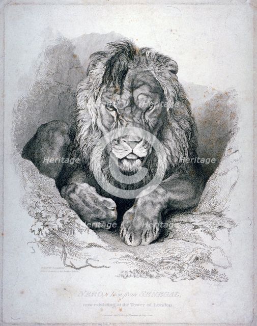 'Nero, a lion from Senegal, now exhibiting in the Tower of London', 1814. Artist: Edwin Henry Landseer