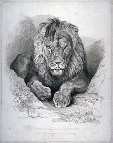 Nero, a lion from Senegal, now exhibiting in the Tower of London 1814. Artist: Edwin Henry Landseer