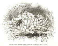 Nest of the Common Humble-Bee (Bombus terrestris), 1850. Creator: Unknown