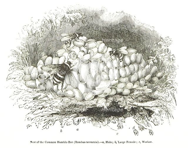 Nest of the Common Humble-Bee (Bombus terrestris), 1850. Creator: Unknown.