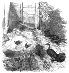 Nest of the Brush Turkey, in the Zoological Society's Gardens, Regent's-Park, 1854. Creator: H. Wendel