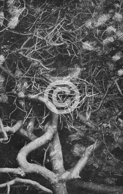 'Nest of Magpie', c1882, (1912). Artist: Charles Reid.