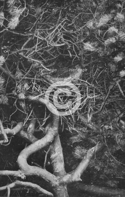 'Nest of Magpie', c1882, (1912). Artist: Charles Reid.