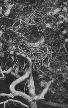 Nest of Magpie c1882, (1912). Artist: Charles Reid