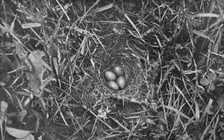 Nest of Skylark c1882, (1912). Artist: Charles Reid