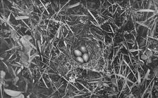 Nest of Skylark c1882, (1912). Artist: Charles Reid