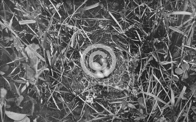 'Nest of Skylark', c1882, (1912). Artist: Charles Reid.