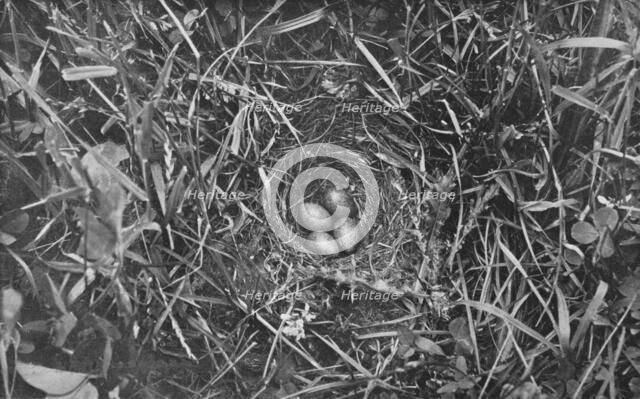 'Nest of Skylark', c1882, (1912). Artist: Charles Reid.