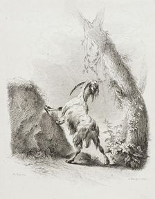 Nibbling Goat, 1805. Creator: Adam von Bartsch
