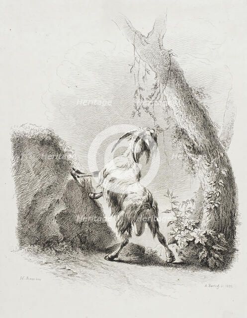 Nibbling Goat, 1805. Creator: Adam von Bartsch.