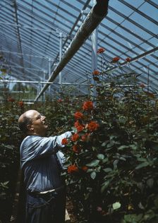 Nick Grillo, as a boy in Italy, dreamed of America and its opport..., Southington, Connecticut, 1942 Creator: Charles Fenno Jacobs
