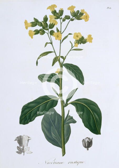 Nicotiana (Tobacco), 1821. Artist: LFJ Hoquart