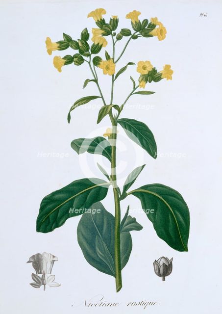 Nicotiana (Tobacco), 1821. Creator: LFJ Hoquart.