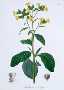 Nicotiana (Tobacco), 1821. Creator: LFJ Hoquart