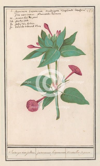 Night Beauty (Mirabilis jalapa), 1596-1610. Creators: Anselmus de Boodt, Elias Verhulst.