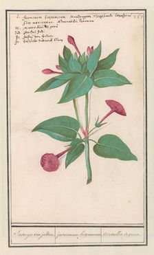 Night Beauty (Mirabilis jalapa), 1596-1610. Creators: Anselmus de Boodt, Elias Verhulst