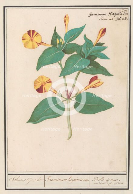 Night Beauty (Mirabilis jalapa), 1596-1610. Creators: Anselmus de Boodt, Elias Verhulst.