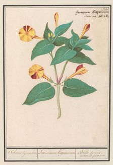Night Beauty (Mirabilis jalapa), 1596-1610. Creators: Anselmus de Boodt, Elias Verhulst