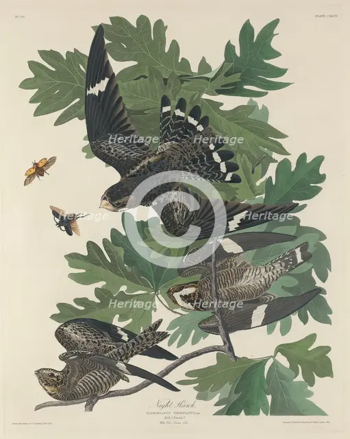 Night Hawk, 1832. Creator: Robert Havell.