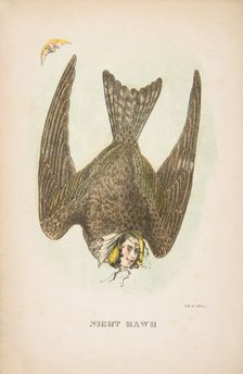 Night Hawk, from The Comic Natural History of the Human Race, 1851. Creators: Henry Louis Stephens, L. Rosenthal