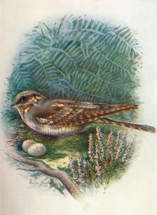 Night-Jar or Goat-Sucker - Caprimul'gus europae'us c1910, (1910). Artist: George James Rankin