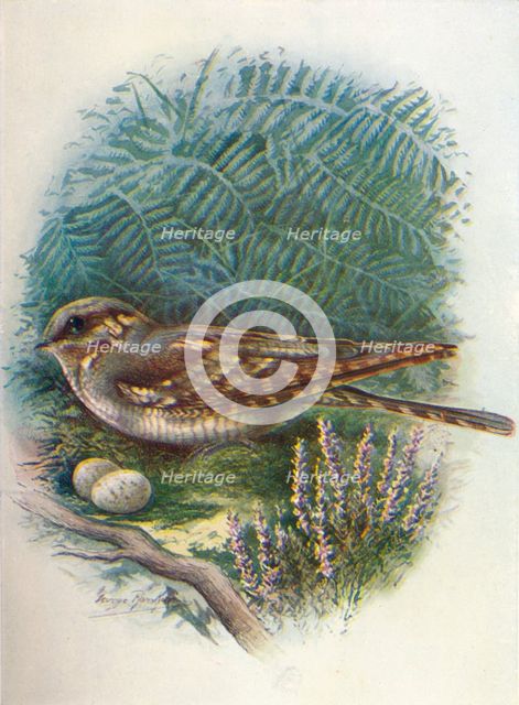 'Night-Jar or Goat-Sucker - Caprimul'gus europae'us', c1910, (1910). Artist: George James Rankin.