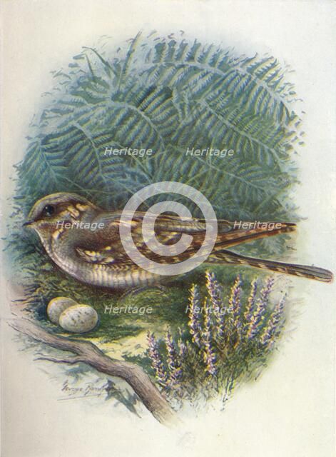 'Night-Jar or Goat-Sucker - Caprimul'gus europae'us', c1910, (1910). Artist: George James Rankin.