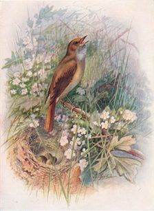 Nightingale - Dau'lias luscin'ia c1910, (1910). Artist: George James Rankin