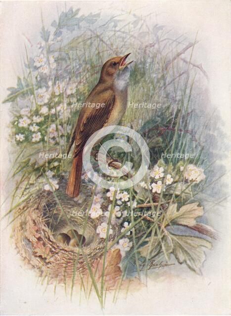 'Nightingale - Dau'lias luscin'ia', c1910, (1910). Artist: George James Rankin.