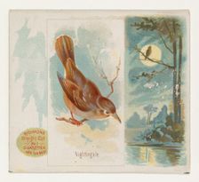 Nightingale, from the Song Birds of the World series (N42) for Allen & Ginter Cigarettes, ..., 1890. Creator: Allen & Ginter
