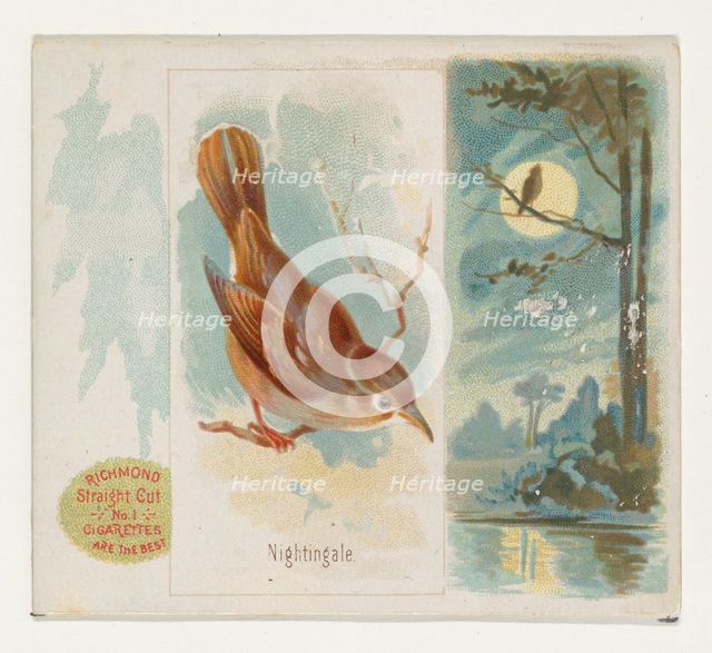 Nightingale, from the Song Birds of the World series (N42) for Allen & Ginter Cigarettes, ..., 1890. Creator: Allen & Ginter.