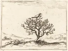 Nightingale in a Bush, 1628. Creator: Jacques Callot