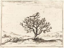 Nightingale in a Bush, 1628. Creator: Jacques Callot