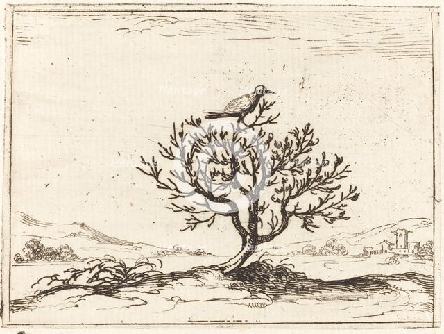 Nightingale in a Bush, 1628. Creator: Jacques Callot.