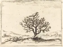 Nightingale in a Bush, 1628. Creator: Jacques Callot
