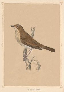 Nightingale (Luscinia megarhynchos), c1850, (1856)