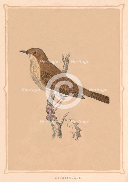 'Nightingale', (Luscinia megarhynchos), c1850, (1856). Artist: Unknown.